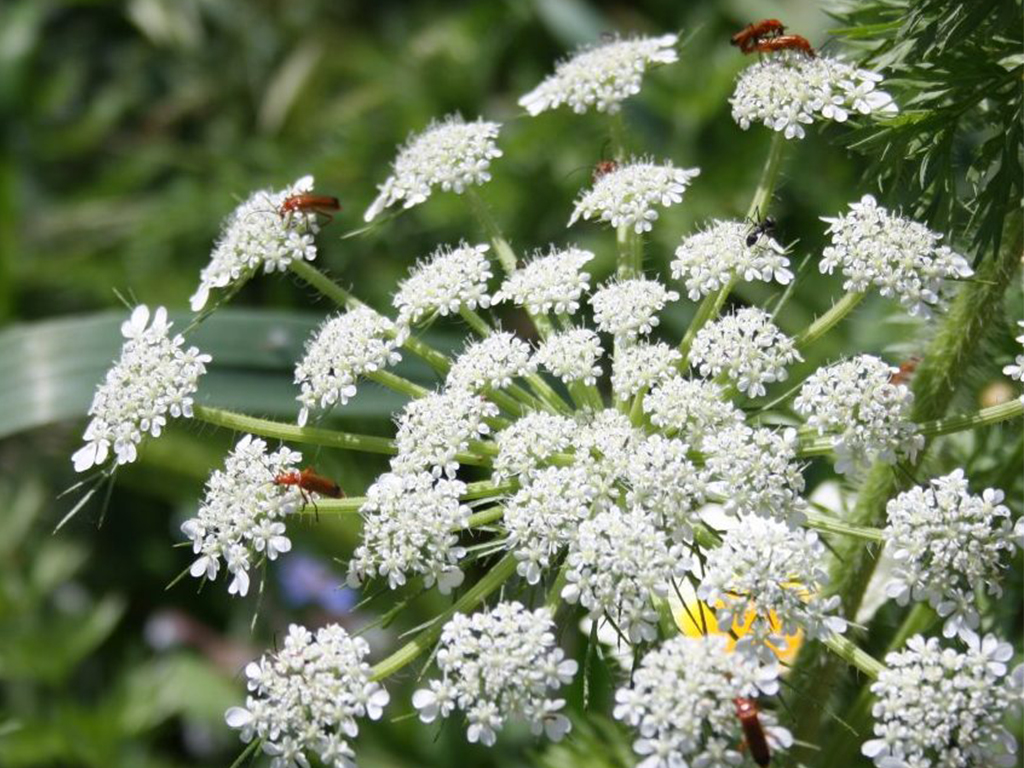 vilamoura-environmental-park-algarve